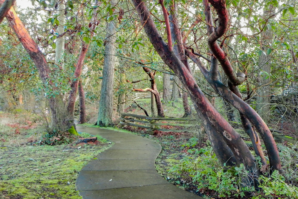 Together for a Resilient&nbsp;Saanich