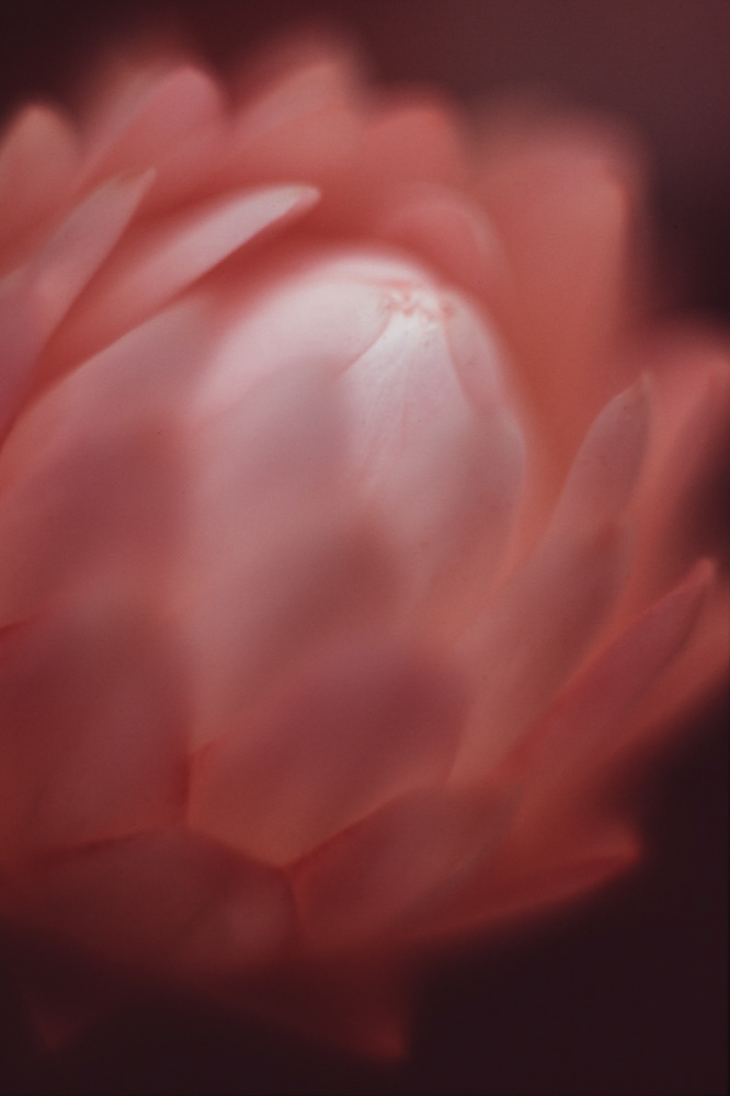 kimwalker website-060